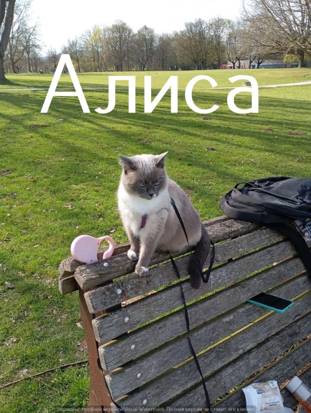 Жизнь домашнего приюта "Котоленд" 564
