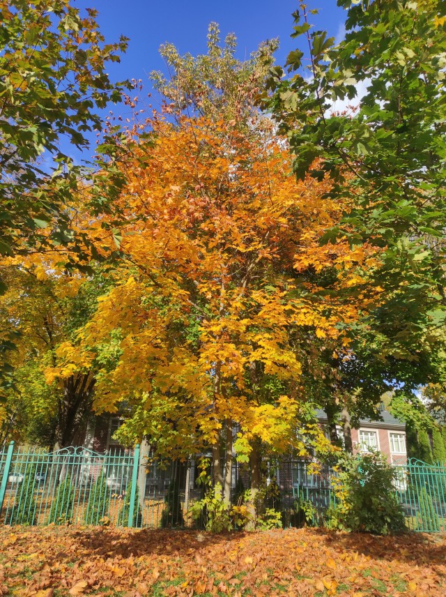 Все краски осени