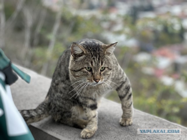 Скиньте рандомную хрень