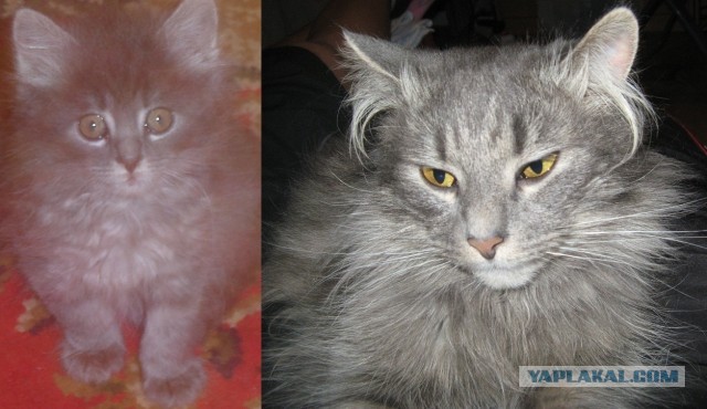 Коты и время