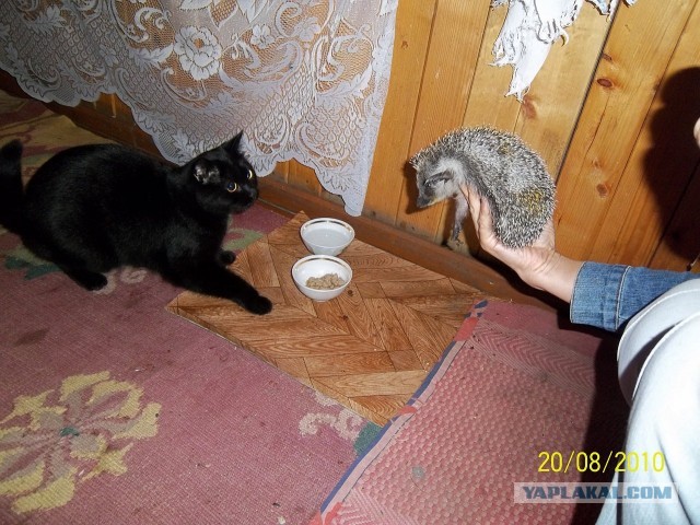 Котовторник 17.09.2013