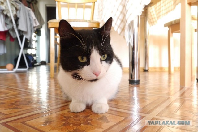 Котовторник 05.03.13
