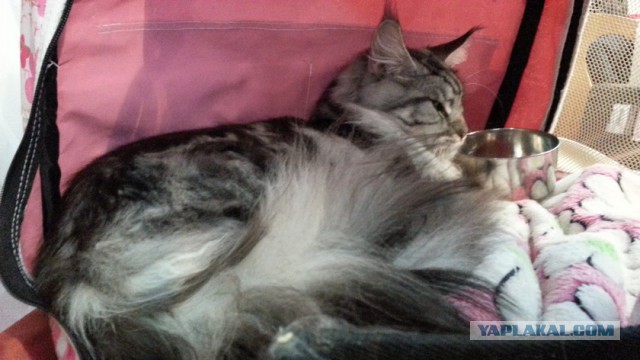 С Котовторником!