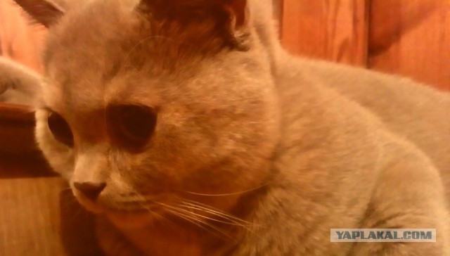 Котовторник 16.09.14