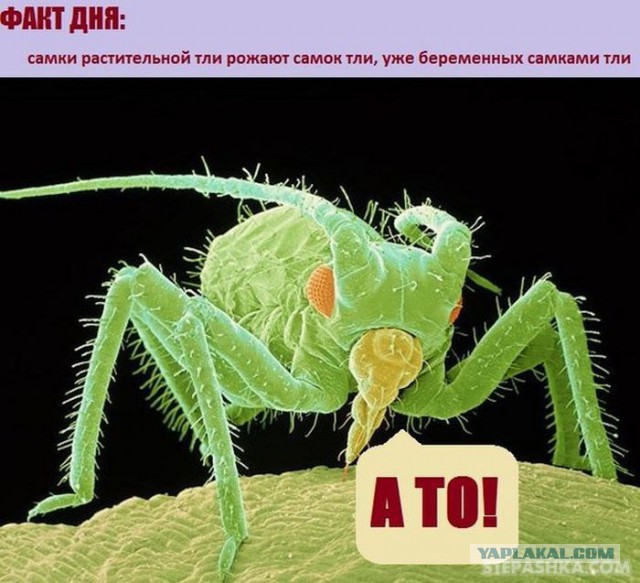 Факты в картинках