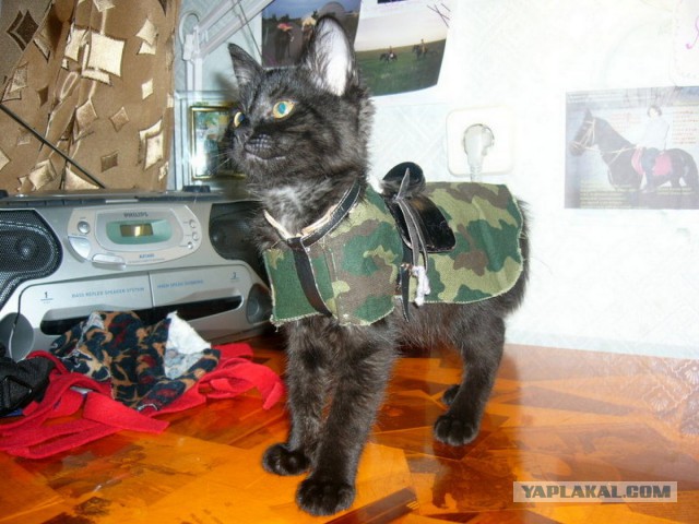 Котовторник 7.10.2014