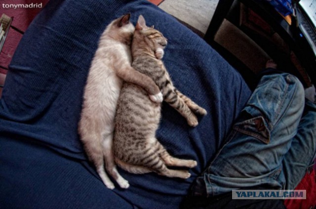 Коты, постигшие искусство сон-фу.