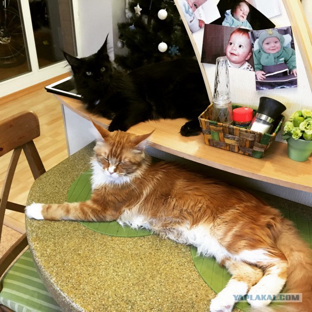 Котовторник 27.01.2015