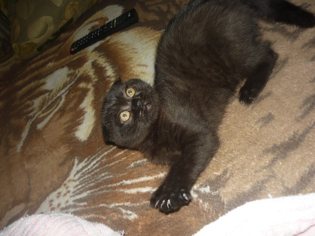 Котовторник.