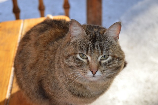 Котовторник 16.06.2015., Котовторник наступил!