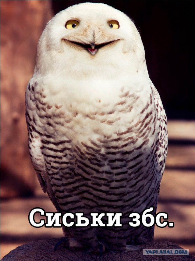Совы тоже могут в мемы