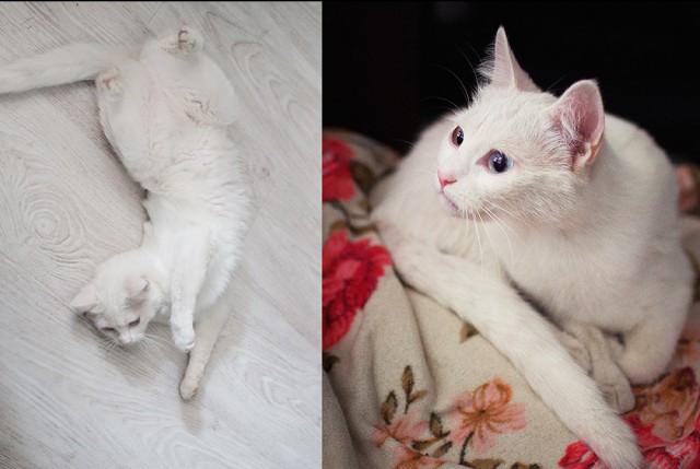 Котовторник 18.08.2015