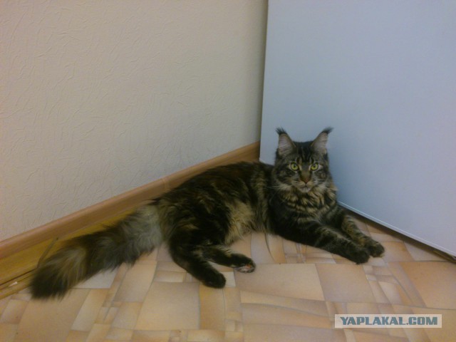Котовторник 17.11.2015
