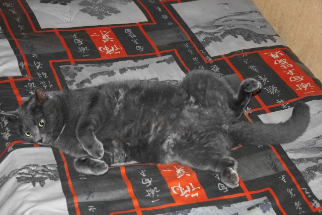 Котовторник 15.12.2015