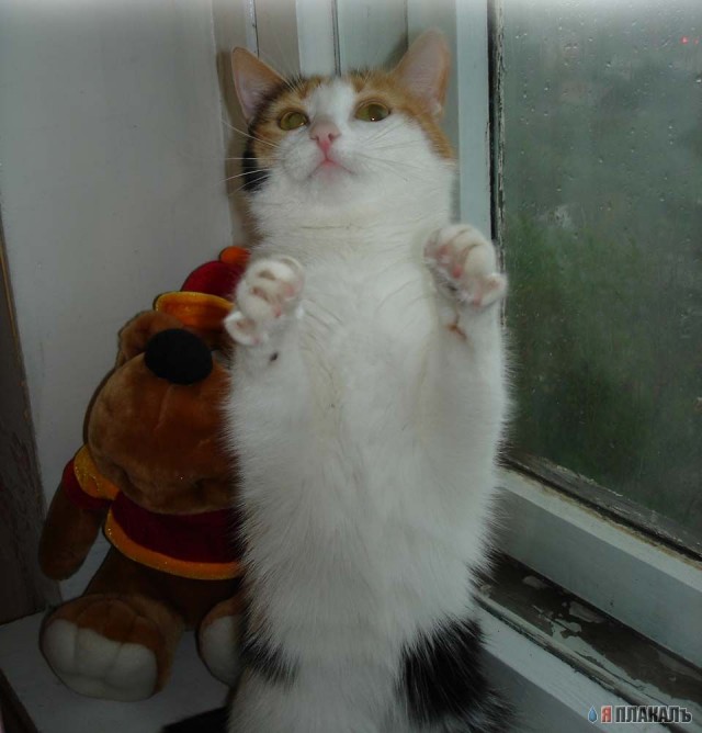 Коты, кошки, котята