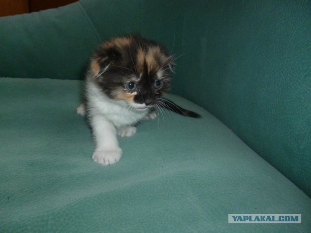 Пост невероятной кошачьей красоты. 25 фот.