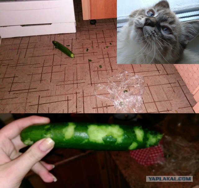 Котовторник 26.01.2016