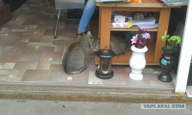 Котовторник на вторник, Котовторник