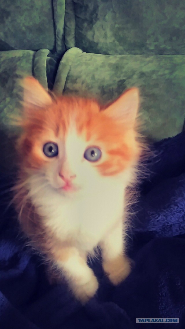 Нападение котэ