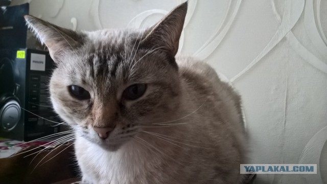 Котовторник  14.02.2017