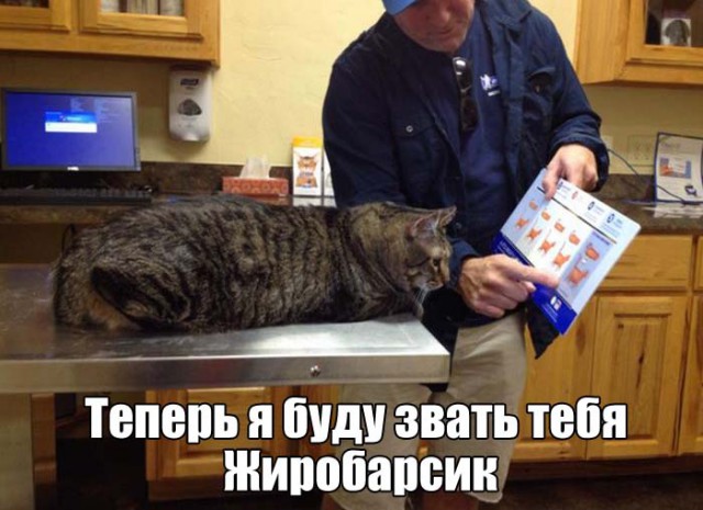 Коты и Кошки