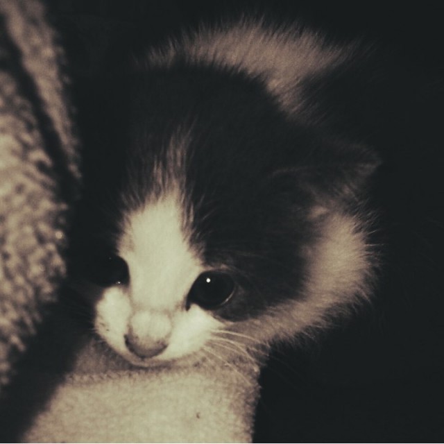 Коты и Кошки