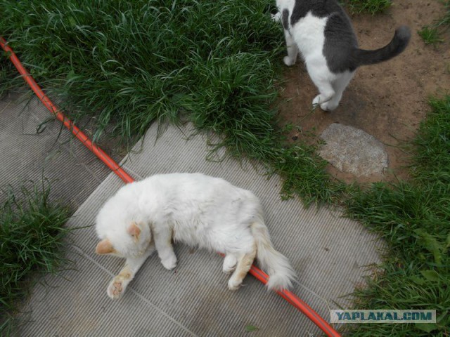 Жизнь домашнего приюта для котеек 171