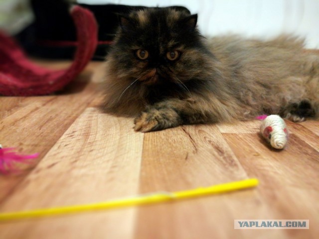 Котовторник  25.07.2017