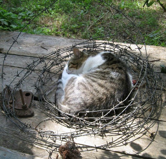 Коты и Кошки