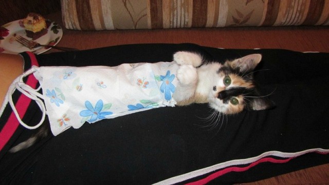 Коты и Кошки