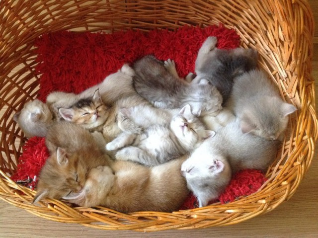 Коты и Кошки