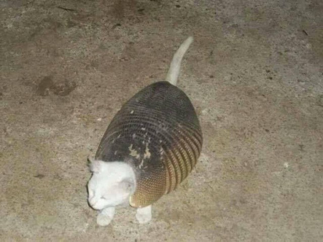 Прикольных котов пост