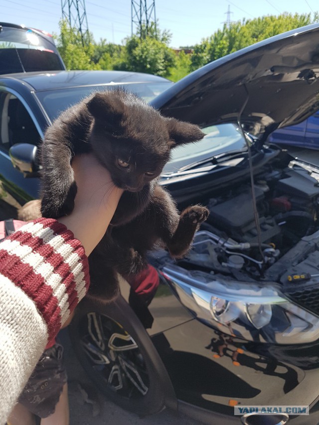 Спасение одной котячьей жизни