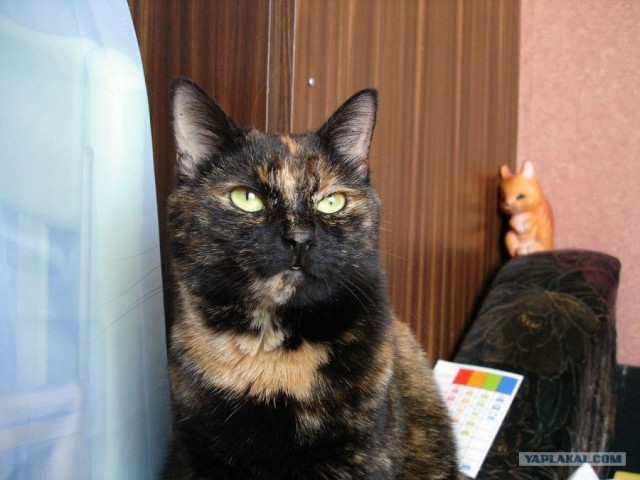 Котовторник на ЯПлакалъ (27.05.08), прикольные коты, добавляем свои!