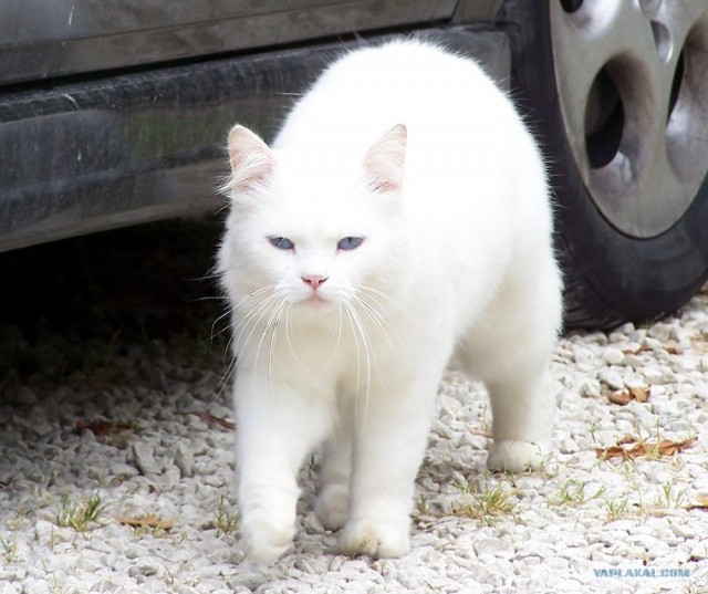 Ура, котовторник! (01.07.2008)