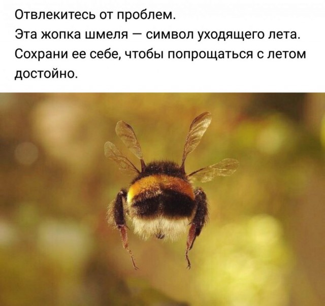 Нестандартный юмор