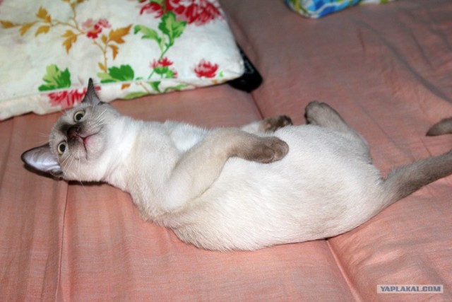 Котовторник - С праздником, котоводы!