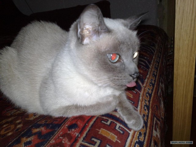 Начинаем котовторник!