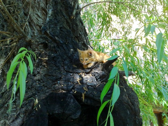 Котовторник  07.06.11