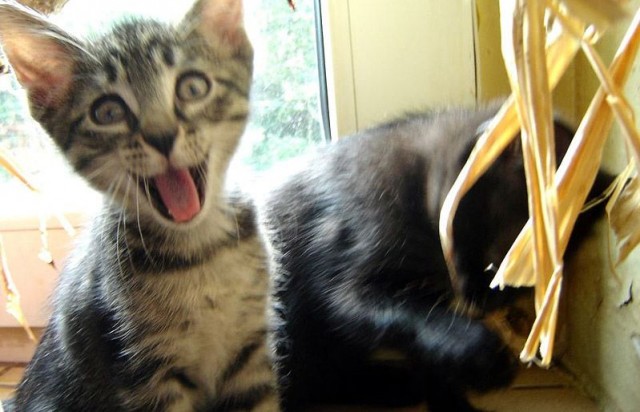 Котовторник! 11.10.11