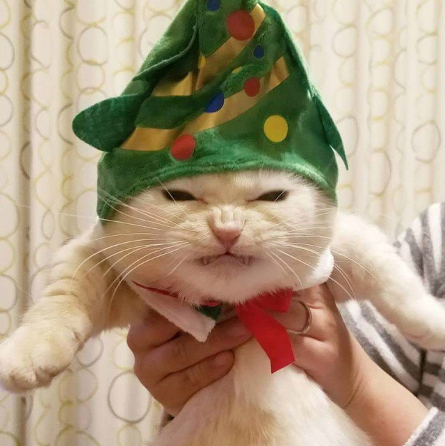 Прикольных котов пост