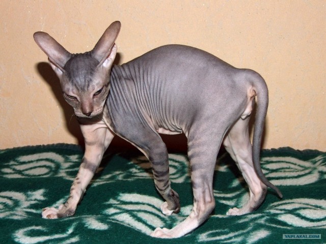 Котовторник (31.01.2012)