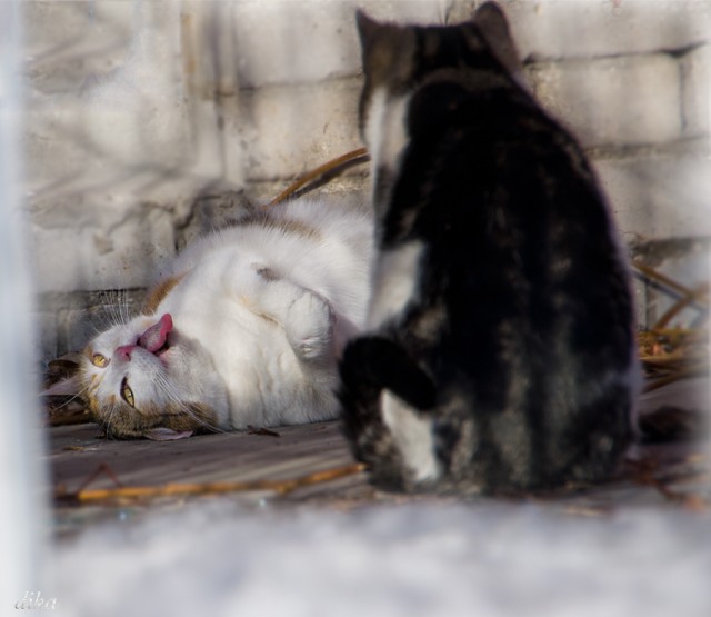 Котовторник 20.03.2012