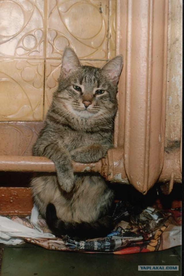 Котовторник  от 3.04.2012