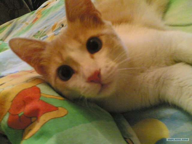 Котовторник 30.10.2012