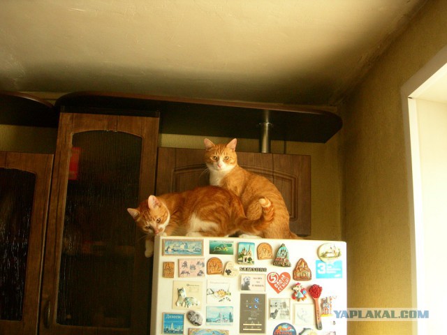 Котовторник 26.02.2019