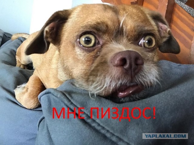 В Москве завелись кэтхантеры