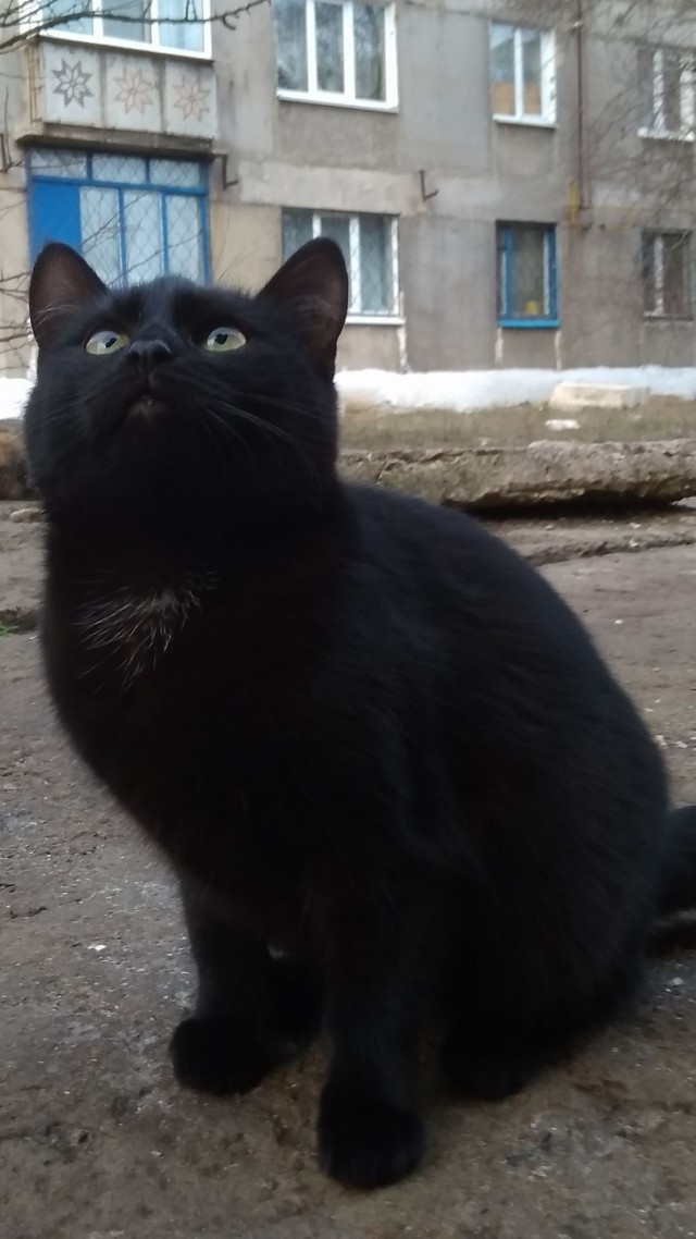 Забавные картинки с котами из сети