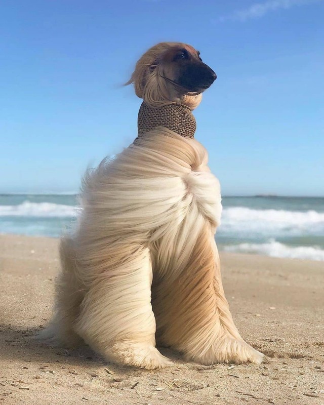 Забавные животные