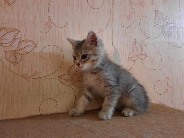 Эти забавные животные